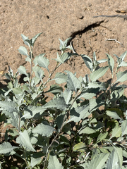 Ambrosia chenopodiifolia