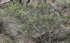 Halgania andromedifolia