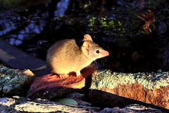 Antechinus flavipes