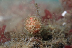 Boltenia villosa