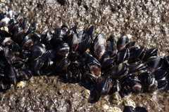 Brachidontes rostratus