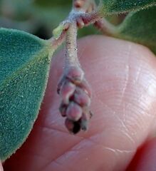Arctostaphylos glauca