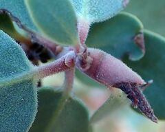 Arctostaphylos glauca