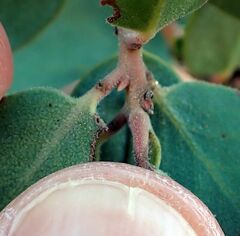 Arctostaphylos glauca
