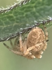 Eustala anastera