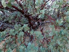 Arctostaphylos glauca