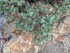 Arctostaphylos glauca
