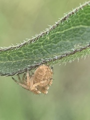 Eustala anastera