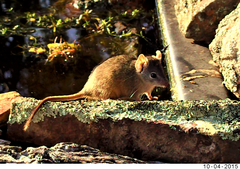 Antechinus flavipes