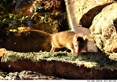 Antechinus flavipes