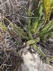 Senecio lycopodioides