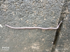 Indotyphlops braminus