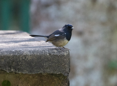 Copsychus albospecularis