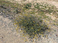 Bahiopsis microphylla