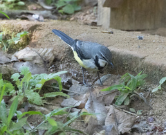 Motacilla flaviventris