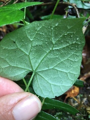 Kedrostis nana