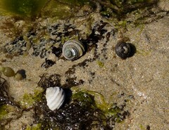 Austrocochlea constricta