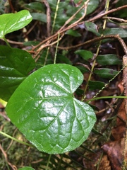 Kedrostis nana