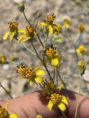 Bahiopsis microphylla