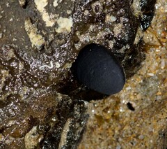Nerita atramentosa