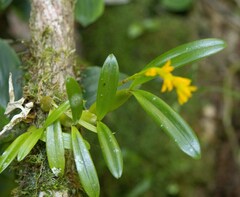 Bulbophyllum auriflorum image