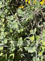 Bahiopsis microphylla