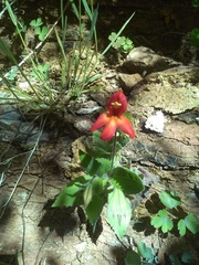Erythranthe verbenacea