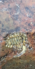Sypharochiton pelliserpentis