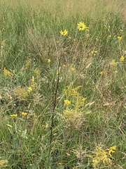 Silphium gracile
