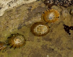 Cellana tramoserica