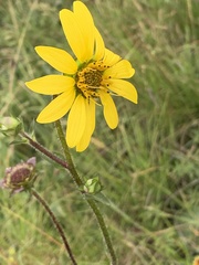 Silphium gracile