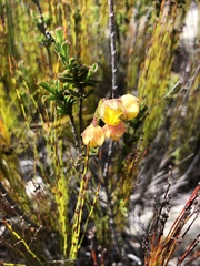 Hermannia concinnifolia