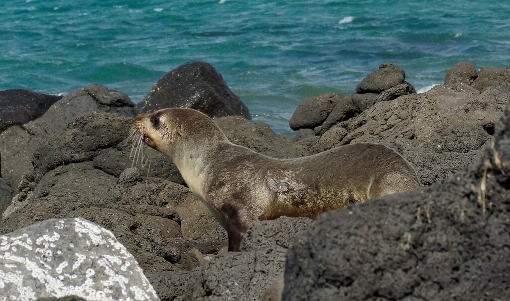 Fur seal resting on dark rocks beside blue water