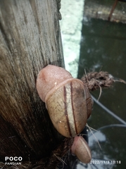 Ariophanta exilis