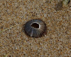 Cellana tramoserica
