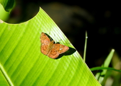 Pseudocoladenia dan