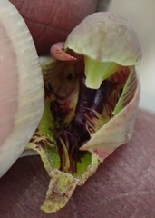 Calochilus herbaceus