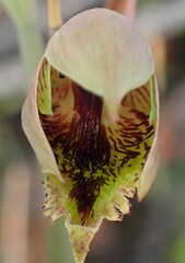 Calochilus herbaceus
