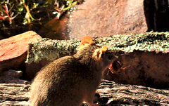 Antechinus flavipes