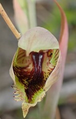 Calochilus herbaceus