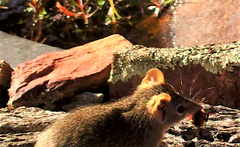 Antechinus flavipes