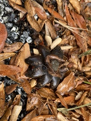 Astraeus hygrometricus
