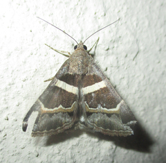 Grammodes stolida