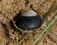 Chlorodiloma odontis