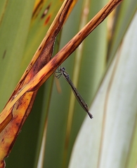 Austrolestes colensonis