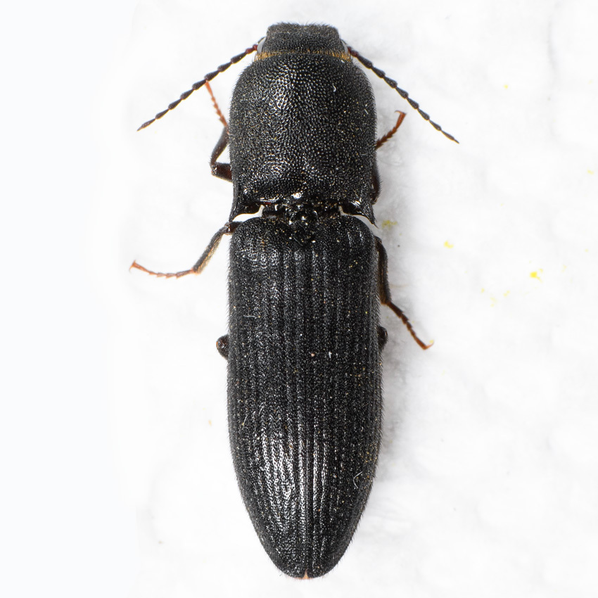 Megapenthes aterrimus