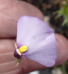 Utricularia barkeri