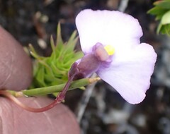 Utricularia barkeri