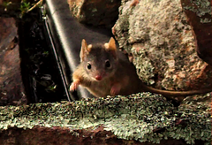 Antechinus flavipes