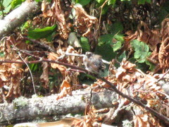 Melospiza melodia morphna